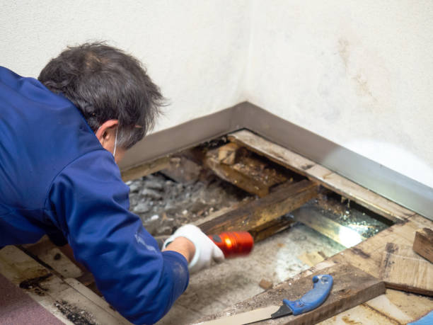 Best DIY Mold Remediation Support Services in Sturgis, KY