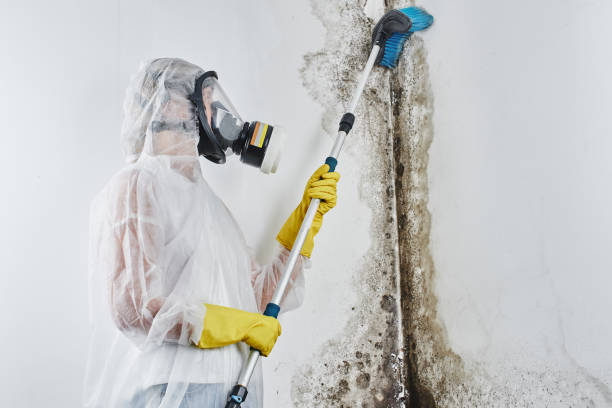 Best Basement Mold Remediation in Sturgis, KY