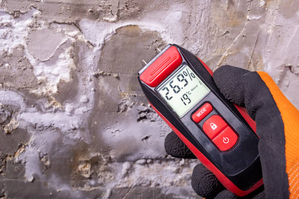 Best Black Mold Remediation in Sturgis, KY